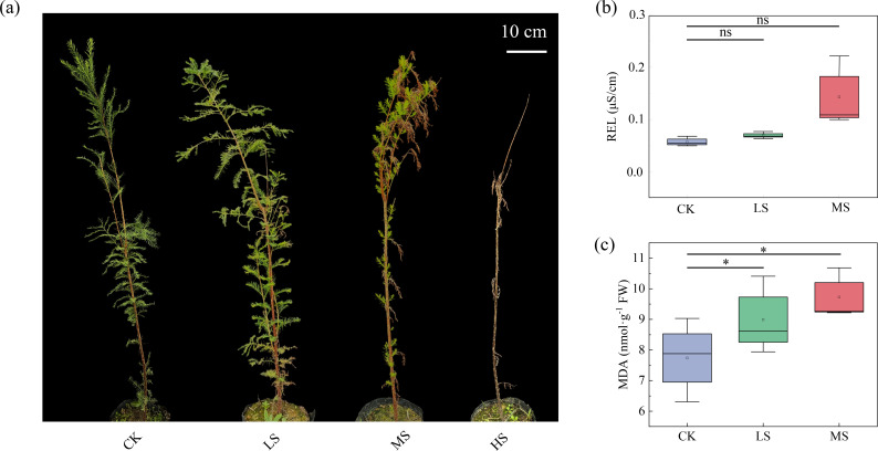 Figure 1
