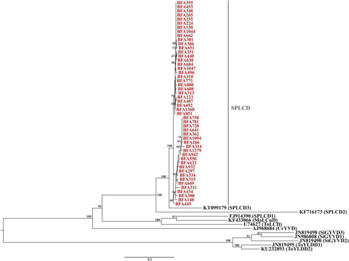 FIGURE 3