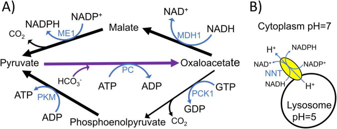 FIGURE 3