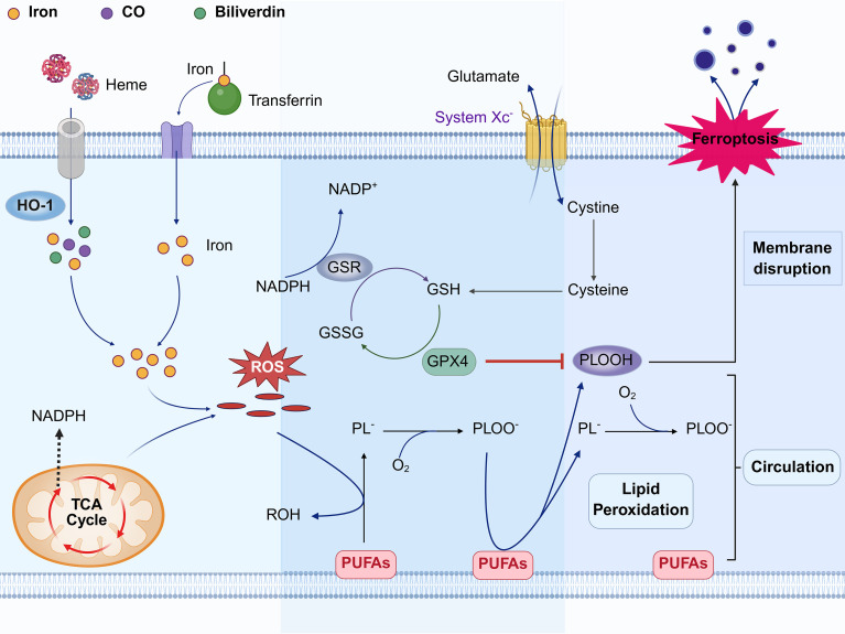 Figure 1