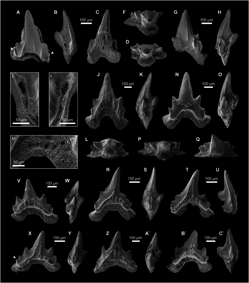 Figure 5
