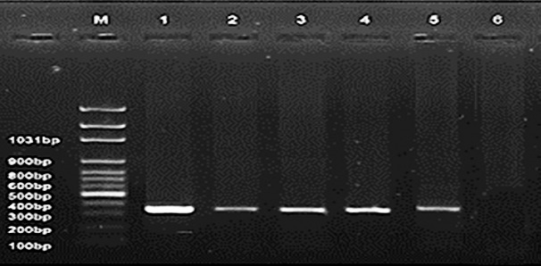 Figure 5