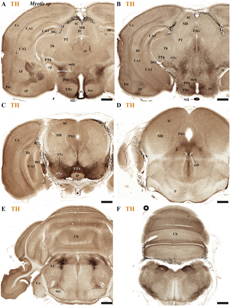 FIGURE 15