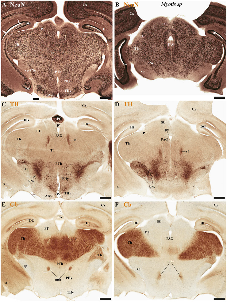 FIGURE 17