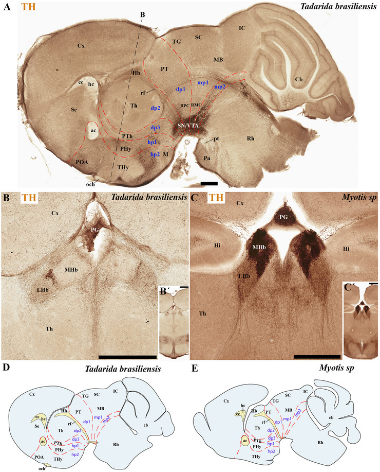 FIGURE 11