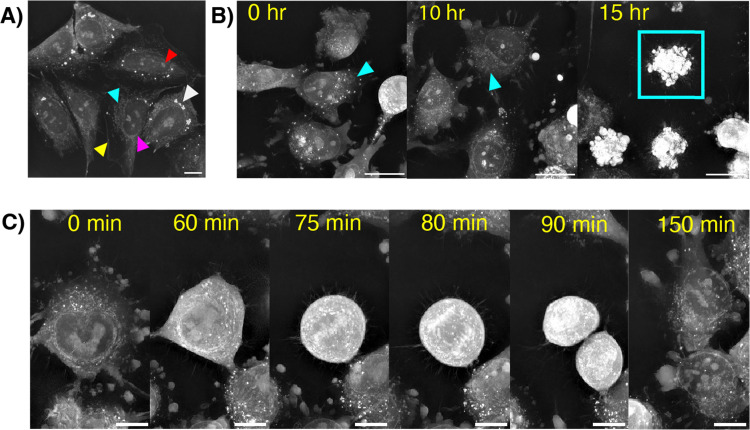 Fig. 2