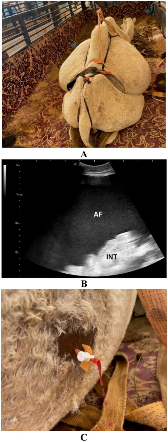 Figure 11