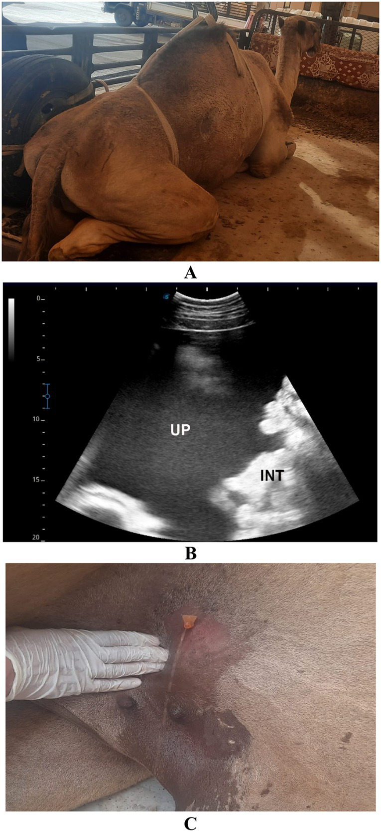 Figure 12
