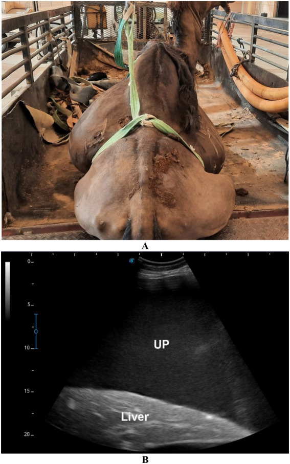 Figure 13