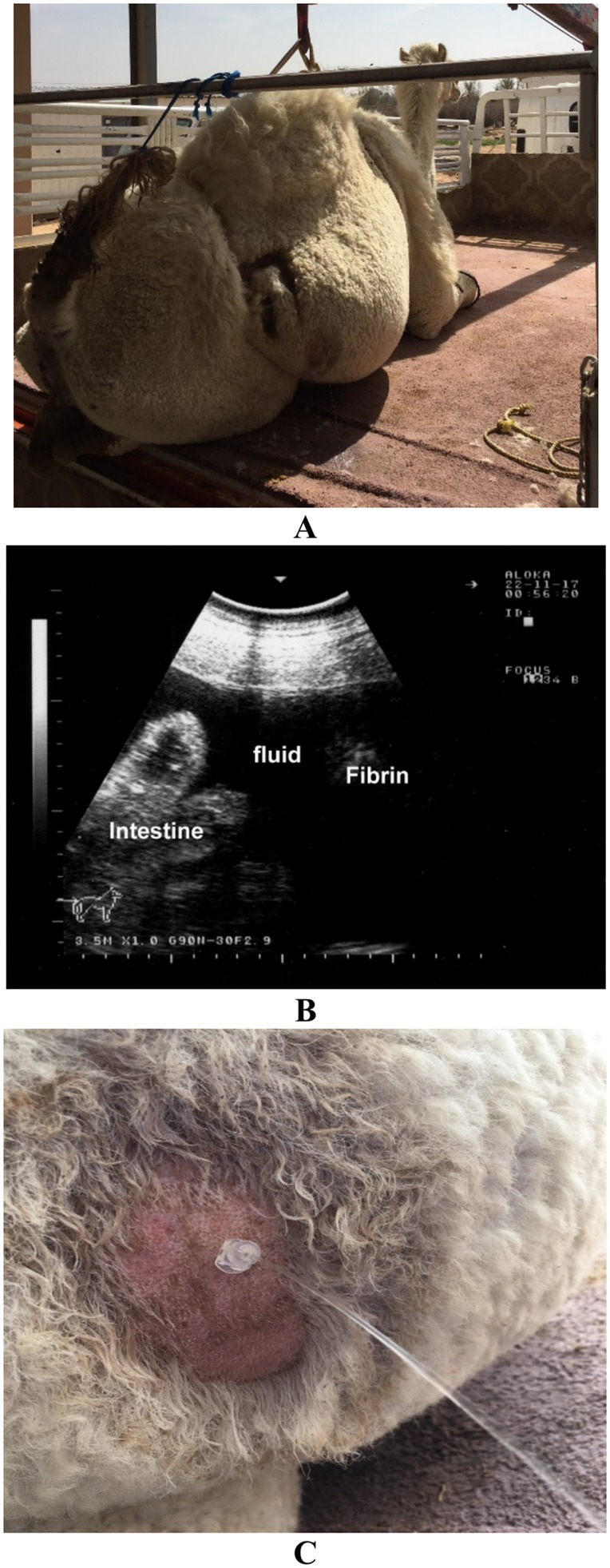 Figure 14