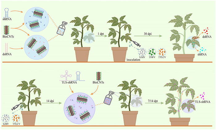 FIGURE 6
