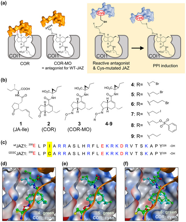 FIGURE 1