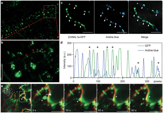 FIGURE 3