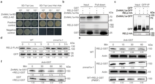 FIGURE 4