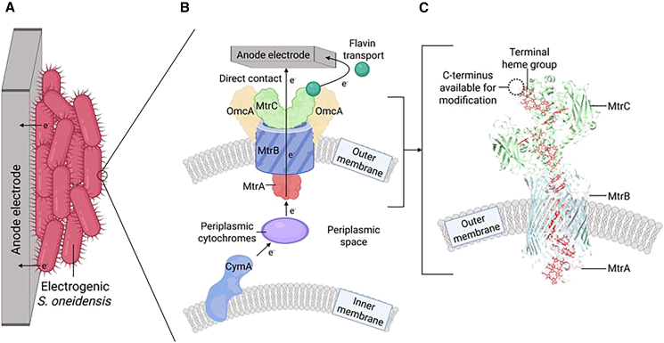 Figure 2