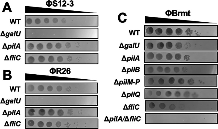 Fig 4