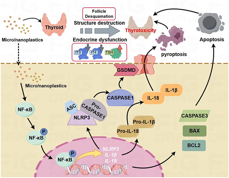 Figure 6