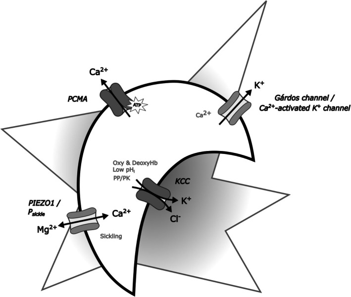 FIGURE 5