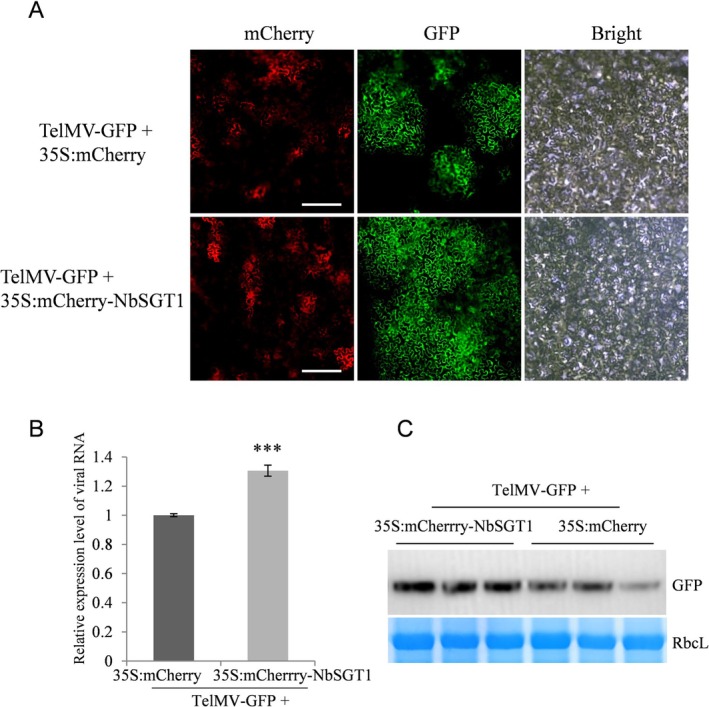 FIGURE 4
