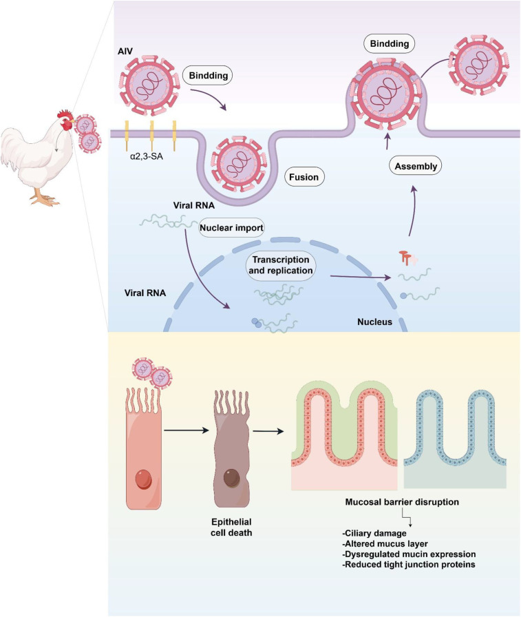 Figure 1