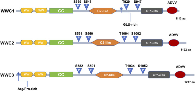 FIGURE 2