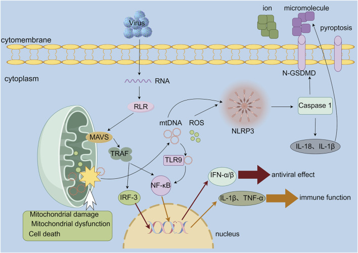FIGURE 4