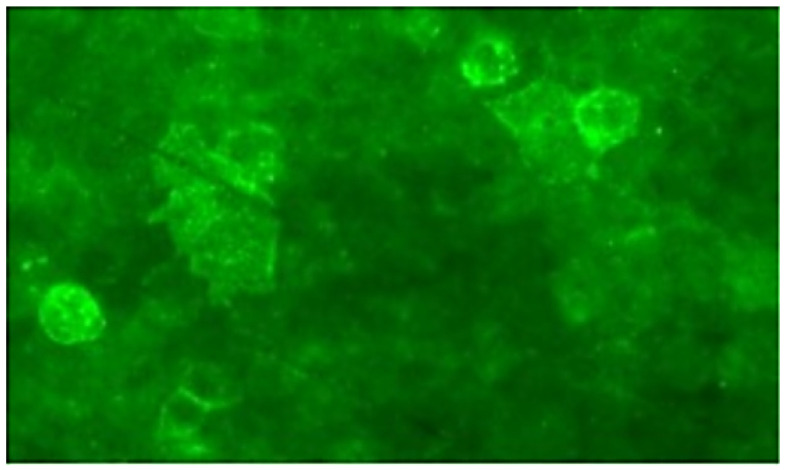 Figure 2