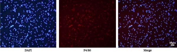 Figure 24