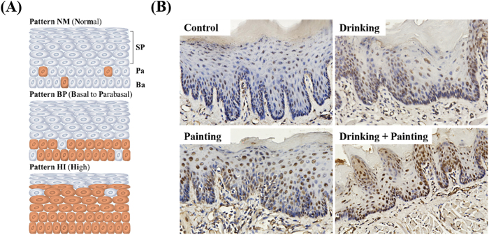 Figure 6