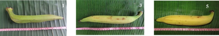 FIGURE 2