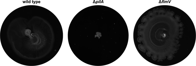 Fig 6