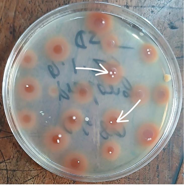 Fig. 4