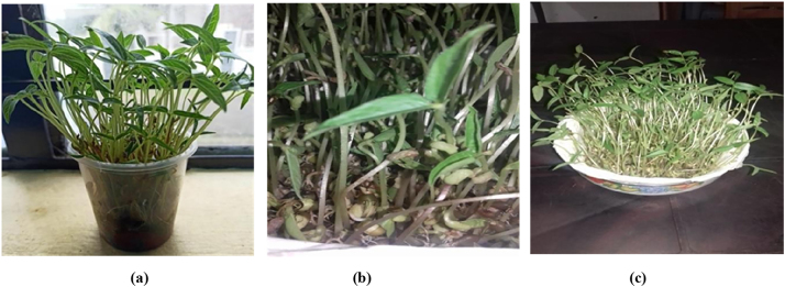 Figure 3