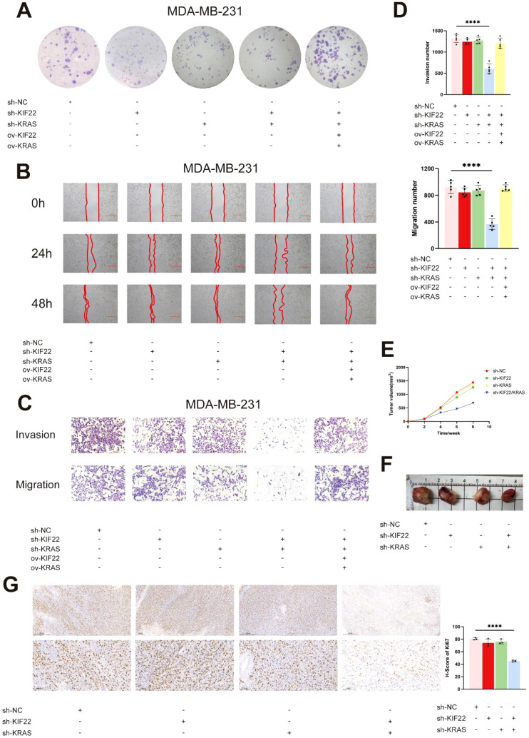 Figure 11
