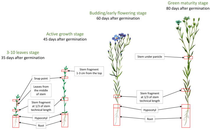 Figure 1