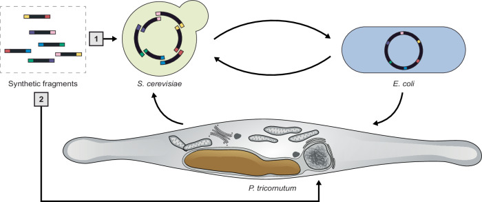 Figure 7
