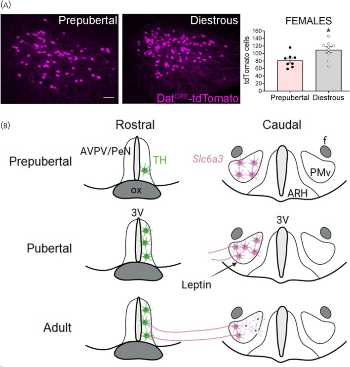 FIGURE 3