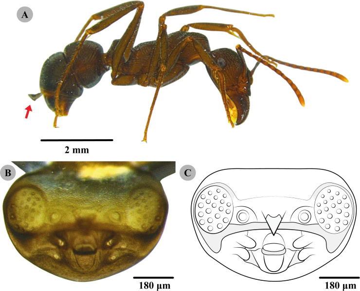 Figure 1