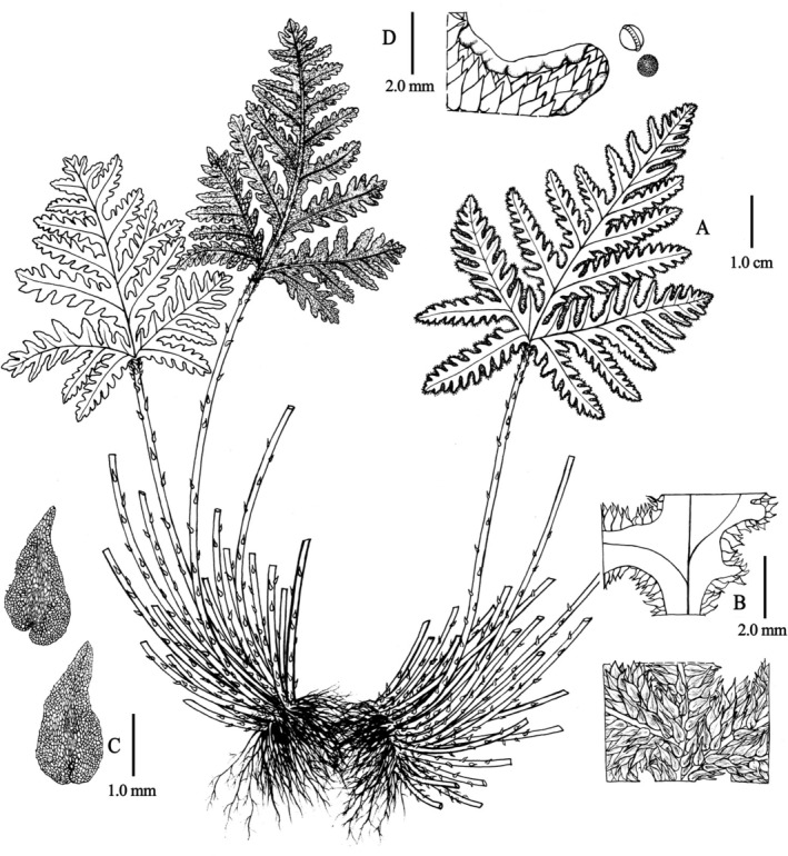 FIGURE 5