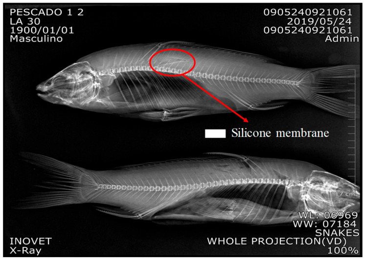 Figure 5