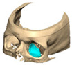 Figure 21