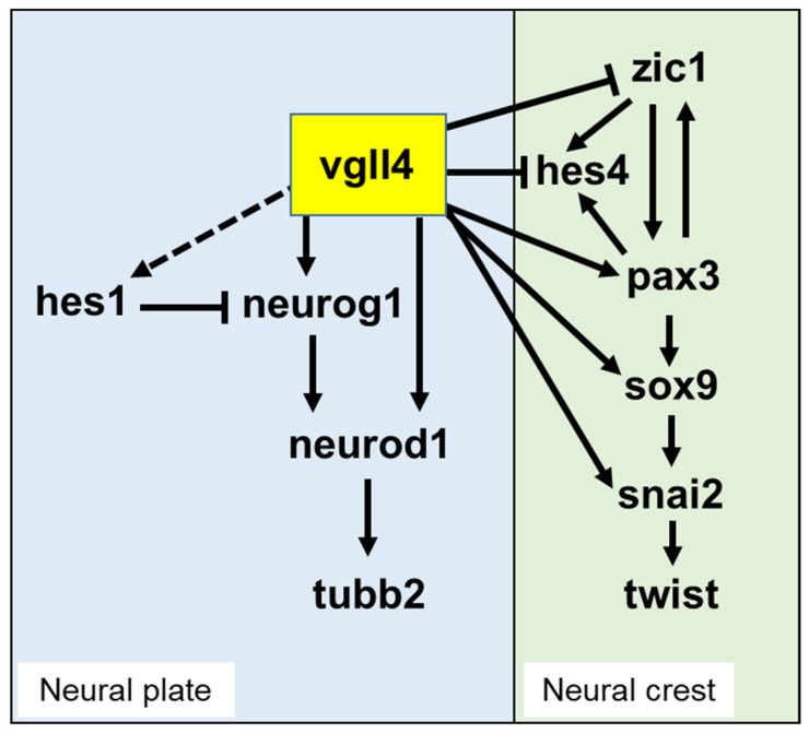 Figure 11