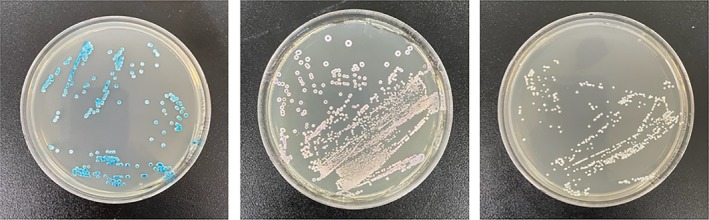 FIGURE 2