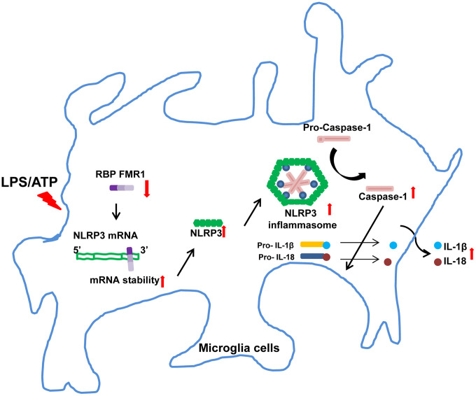 Fig 7