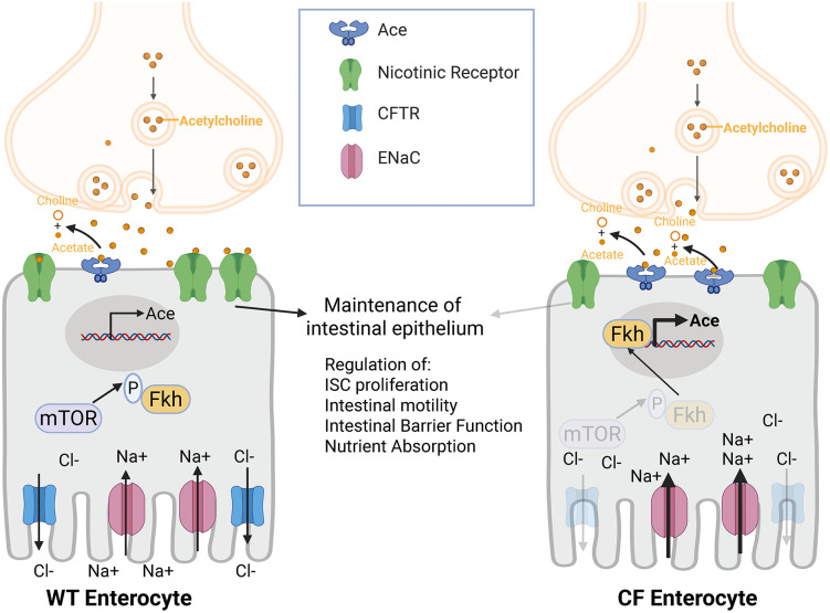 Fig 6