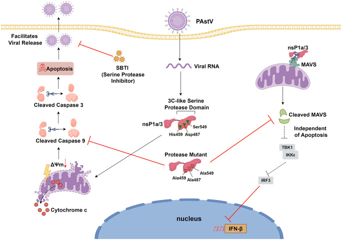 Fig 12