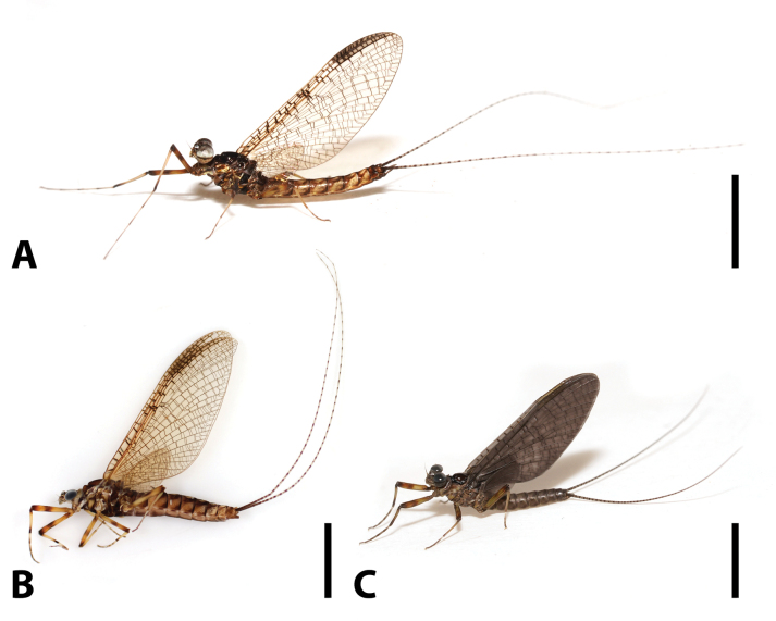 Figure 5