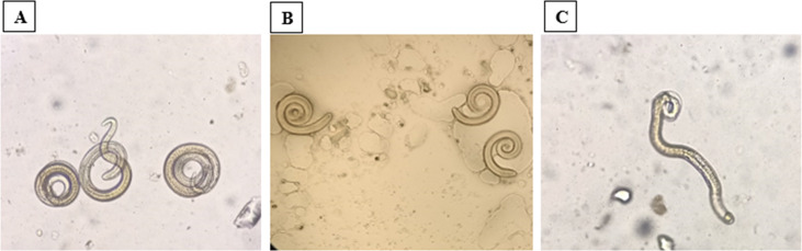 Figure 10