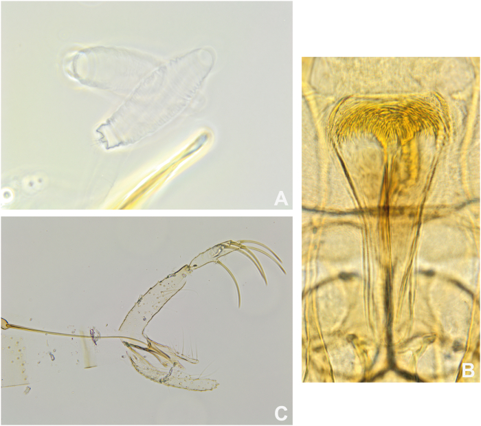 Figure 5