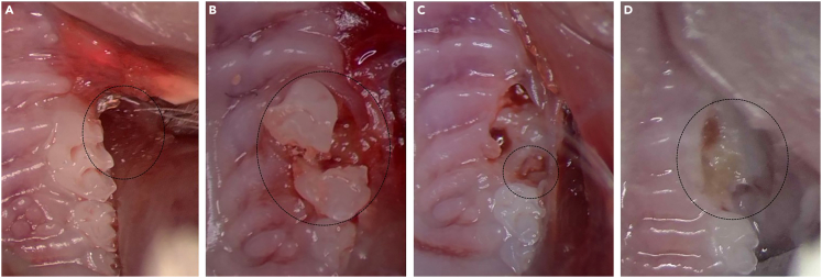 Figure 6
